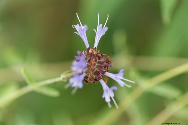 Unique Drought-Tolerant Plants for a Stunning Summer Garden