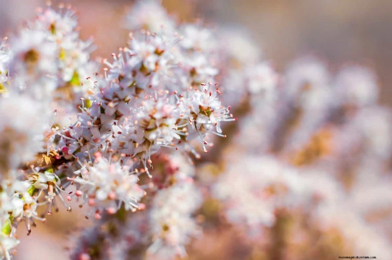Unique Drought-Tolerant Plants for a Stunning Summer Garden