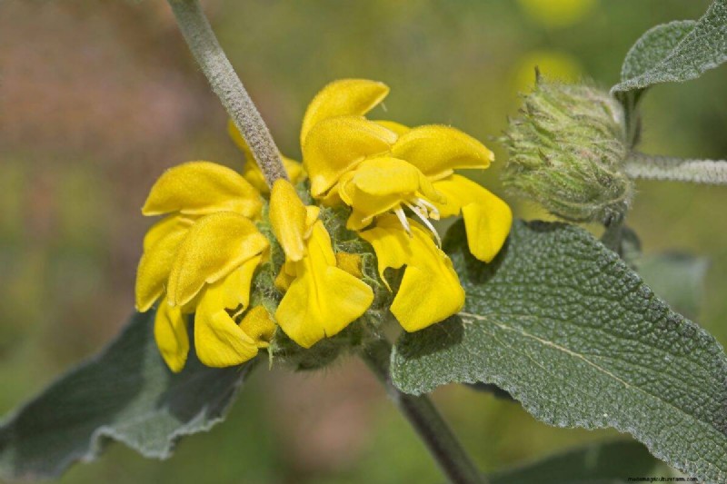 Unique Drought-Tolerant Plants for a Stunning Summer Garden