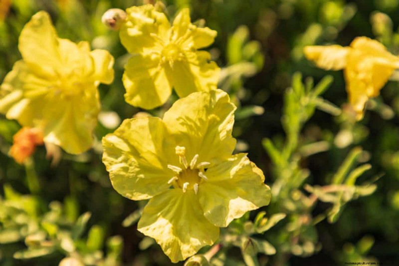 Unique Drought-Tolerant Plants for a Stunning Summer Garden