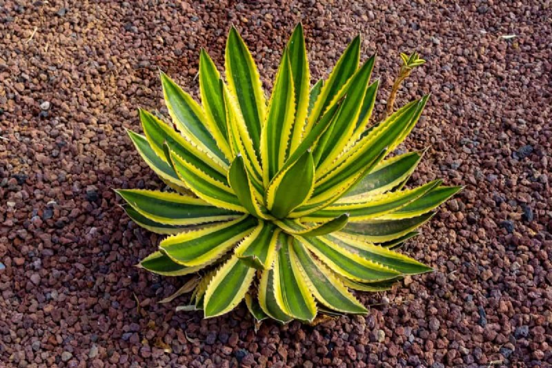 Unique Drought-Tolerant Plants for a Stunning Summer Garden