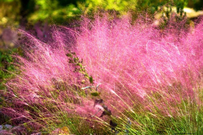 Unique Drought-Tolerant Plants for a Stunning Summer Garden