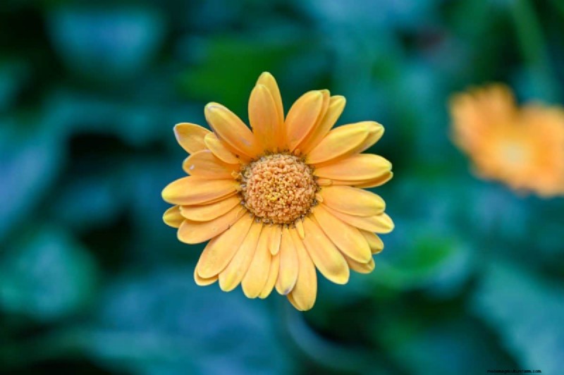 Unique Drought-Tolerant Plants for a Stunning Summer Garden