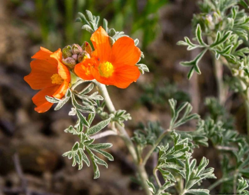 Unique Drought-Tolerant Plants for a Stunning Summer Garden