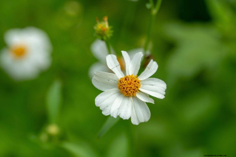 Unique Drought-Tolerant Plants for a Stunning Summer Garden
