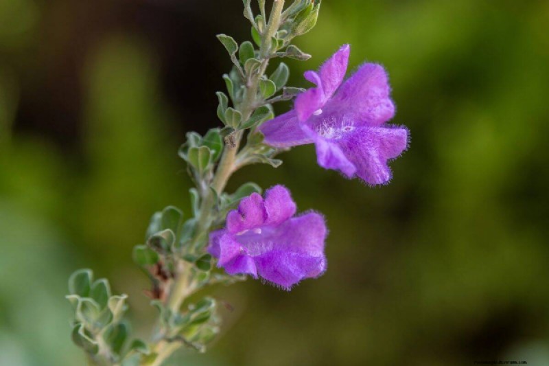 Unique Drought-Tolerant Plants for a Stunning Summer Garden