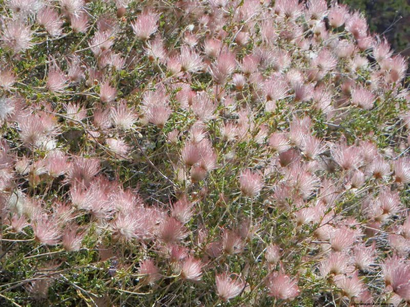 Unique Drought-Tolerant Plants for a Stunning Summer Garden