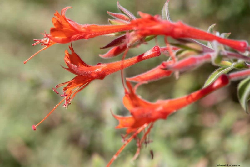 Unique Drought-Tolerant Plants for a Stunning Summer Garden
