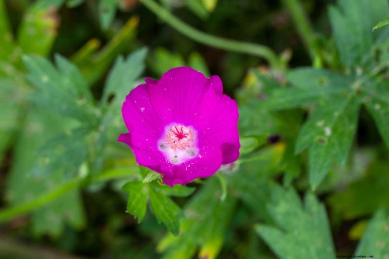 Unique Drought-Tolerant Plants for a Stunning Summer Garden