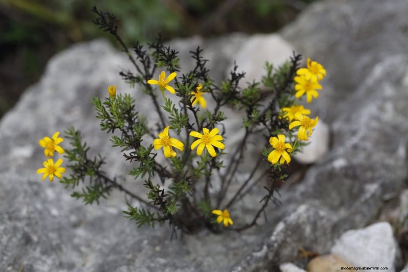 Unique Drought-Tolerant Plants for a Stunning Summer Garden