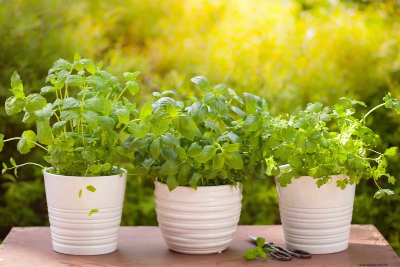 Transform Your Yard: 30 Simple Landscaping Ideas for BBQ Season
