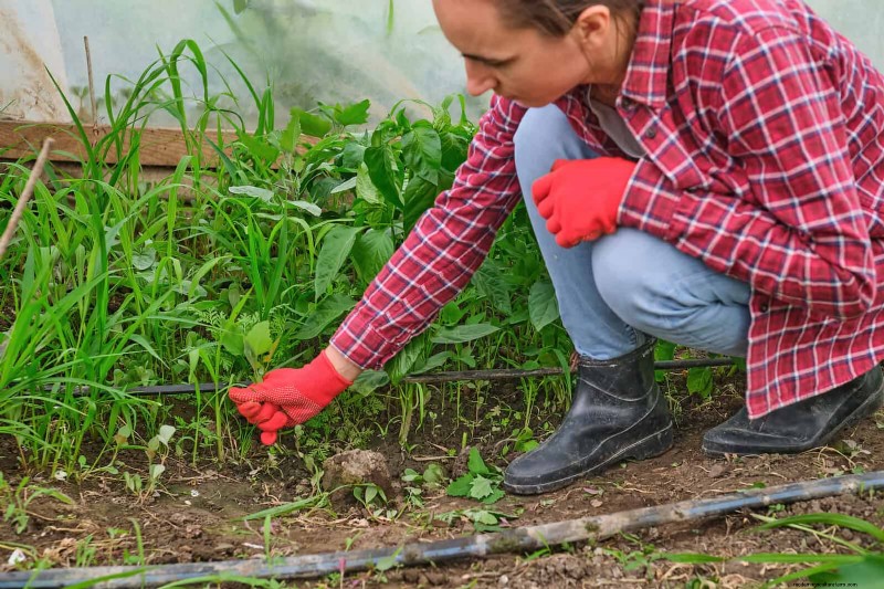 Common Spring Gardening Mistakes & How to Avoid Them
