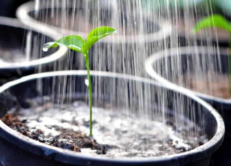 Common Spring Gardening Mistakes & How to Avoid Them