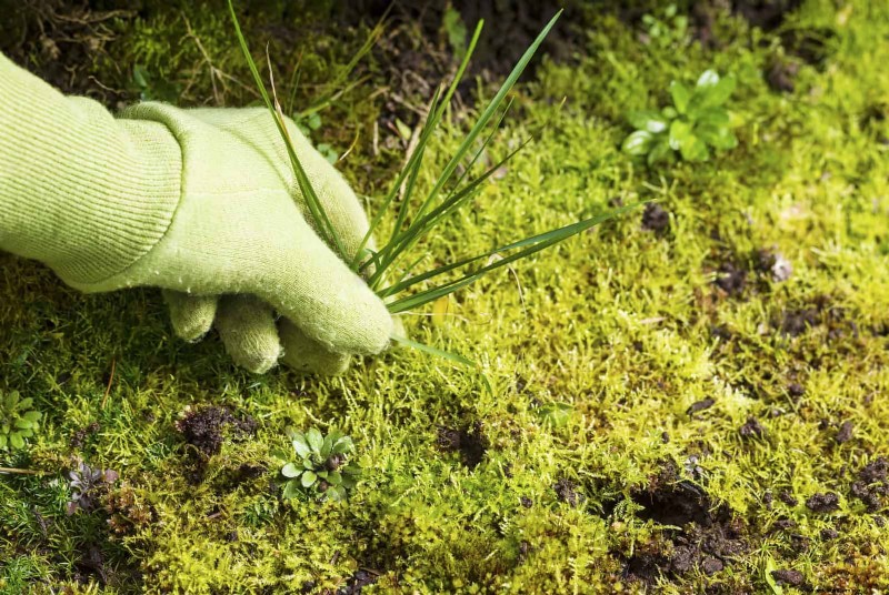 Common Spring Gardening Mistakes & How to Avoid Them