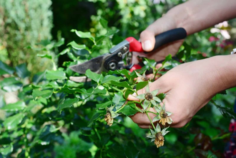 Common Spring Gardening Mistakes & How to Avoid Them
