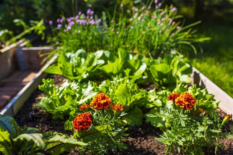Common Spring Gardening Mistakes & How to Avoid Them