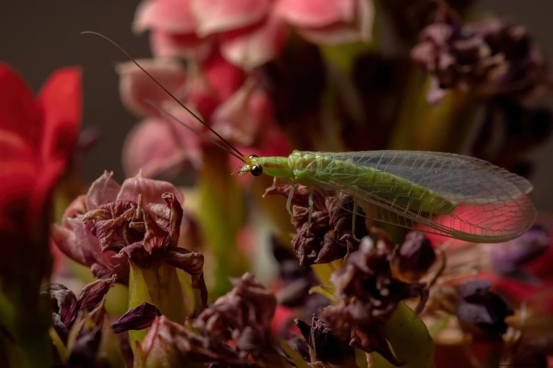 Common Spring Gardening Mistakes & How to Avoid Them