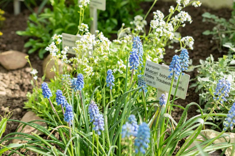 Common Spring Gardening Mistakes & How to Avoid Them