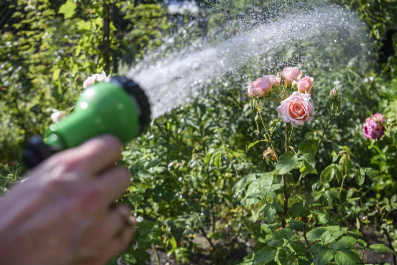 Avoid Common Summer Garden Mistakes: A Guide to a Thriving Yard