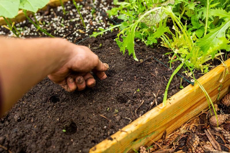 Avoid Common Summer Garden Mistakes: A Guide to a Thriving Yard