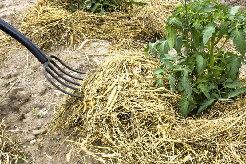 Avoid Common Summer Garden Mistakes: A Guide to a Thriving Yard
