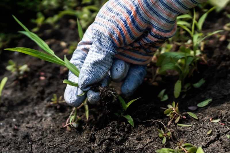 Avoid Common Summer Garden Mistakes: A Guide to a Thriving Yard