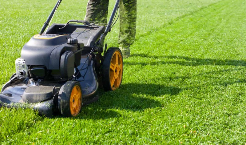 Avoid Common Summer Garden Mistakes: A Guide to a Thriving Yard