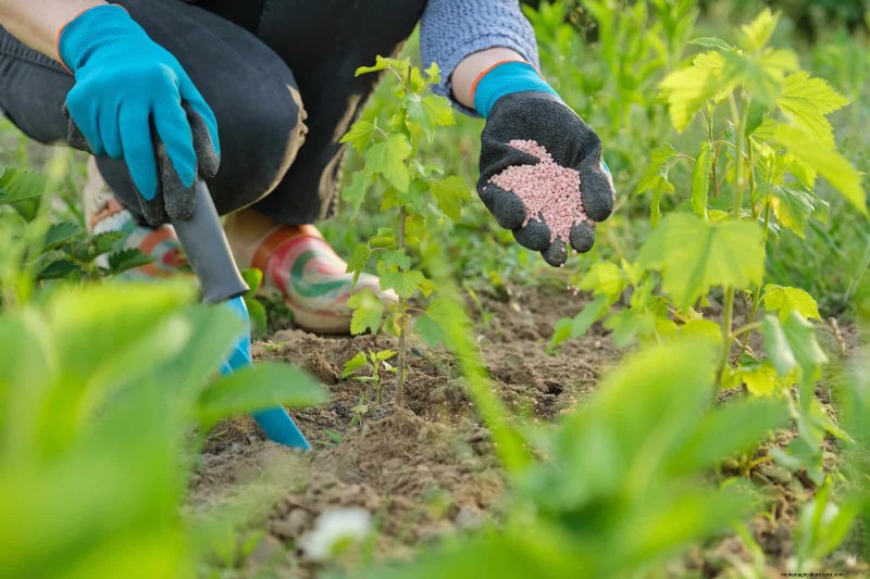 Avoid Common Summer Garden Mistakes: A Guide to a Thriving Yard