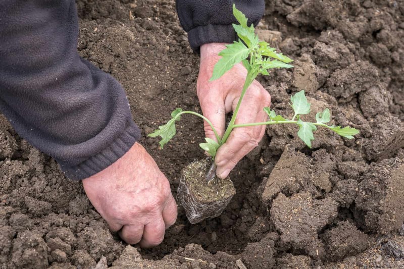 Avoid Common Summer Garden Mistakes: A Guide to a Thriving Yard