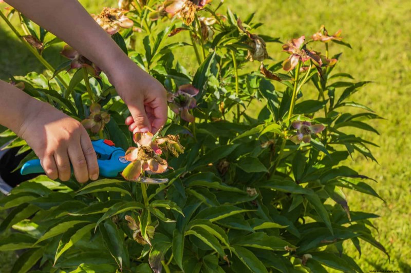 Avoid Common Summer Garden Mistakes: A Guide to a Thriving Yard