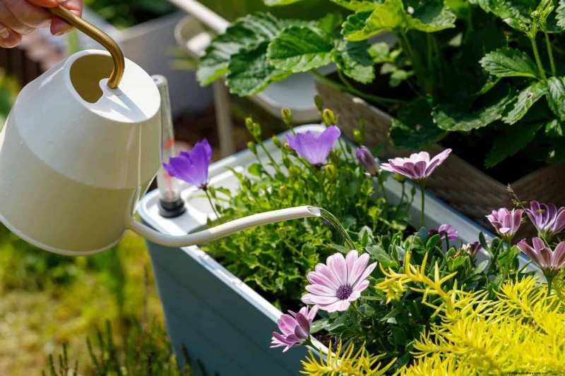 Avoid Common Summer Garden Mistakes: A Guide to a Thriving Yard