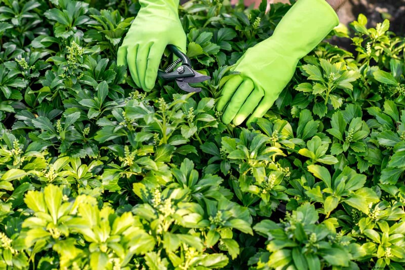 Avoid Common Summer Garden Mistakes: A Guide to a Thriving Yard