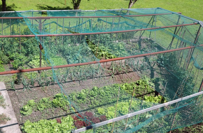 Avoid Common Summer Garden Mistakes: A Guide to a Thriving Yard