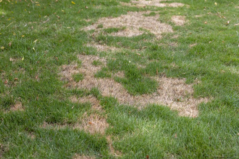Avoid Common Summer Garden Mistakes: A Guide to a Thriving Yard