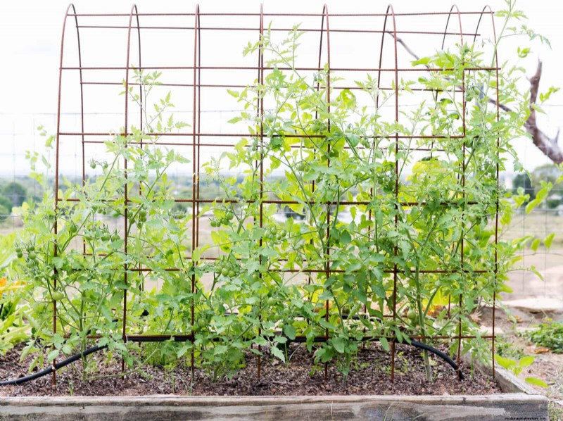 Avoid Common Summer Garden Mistakes: A Guide to a Thriving Yard
