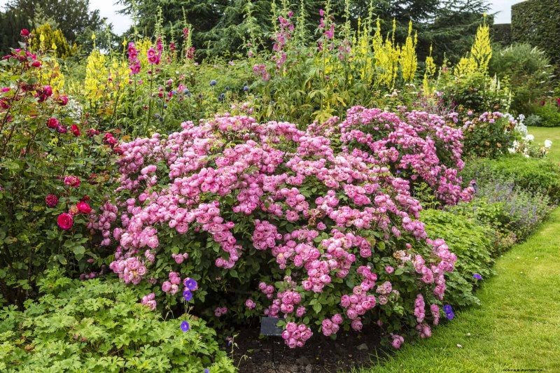 Avoid Common Summer Garden Mistakes: A Guide to a Thriving Yard