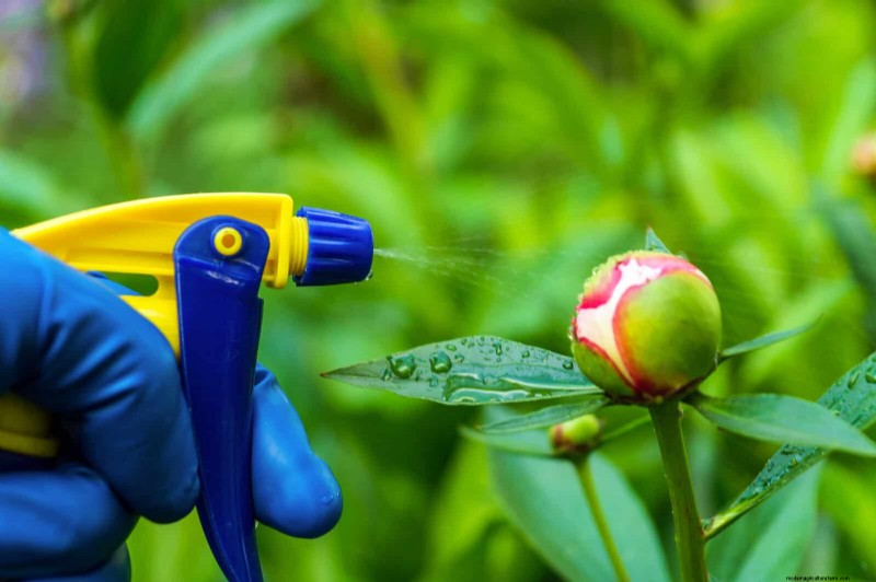 Avoid Common Summer Garden Mistakes: A Guide to a Thriving Yard