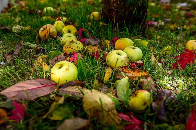 Avoid Common Summer Garden Mistakes: A Guide to a Thriving Yard