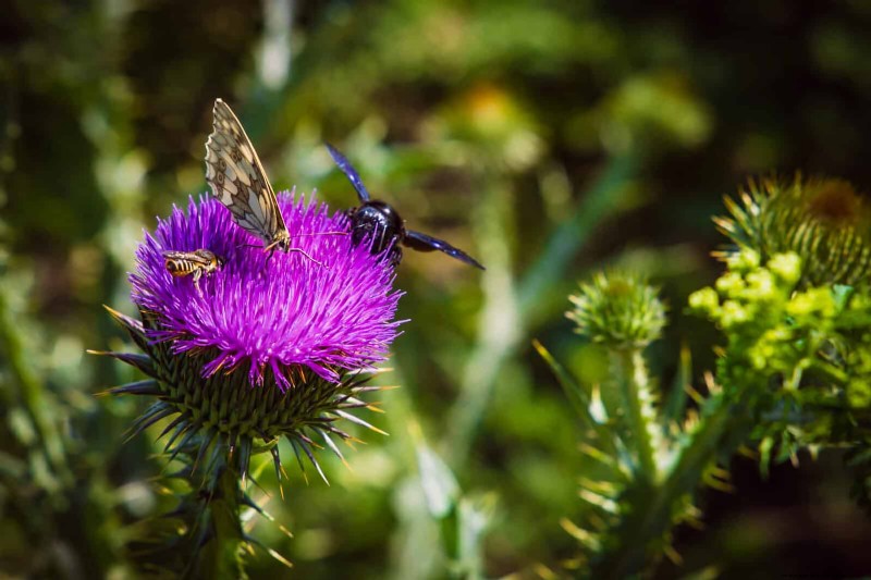 Avoid Common Summer Garden Mistakes: A Guide to a Thriving Yard