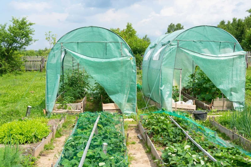 Avoid Common Summer Garden Mistakes: A Guide to a Thriving Yard