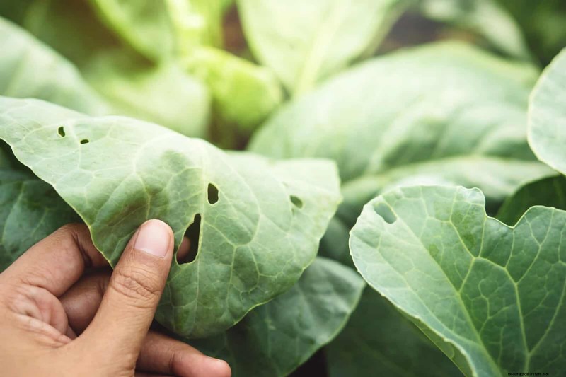 Avoid Common Summer Garden Mistakes: A Guide to a Thriving Yard