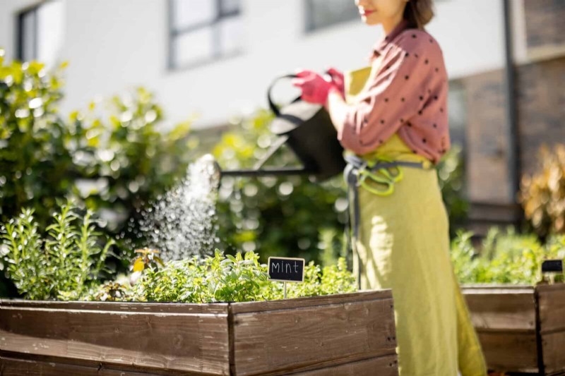 Avoid Common Summer Garden Mistakes: A Guide to a Thriving Yard