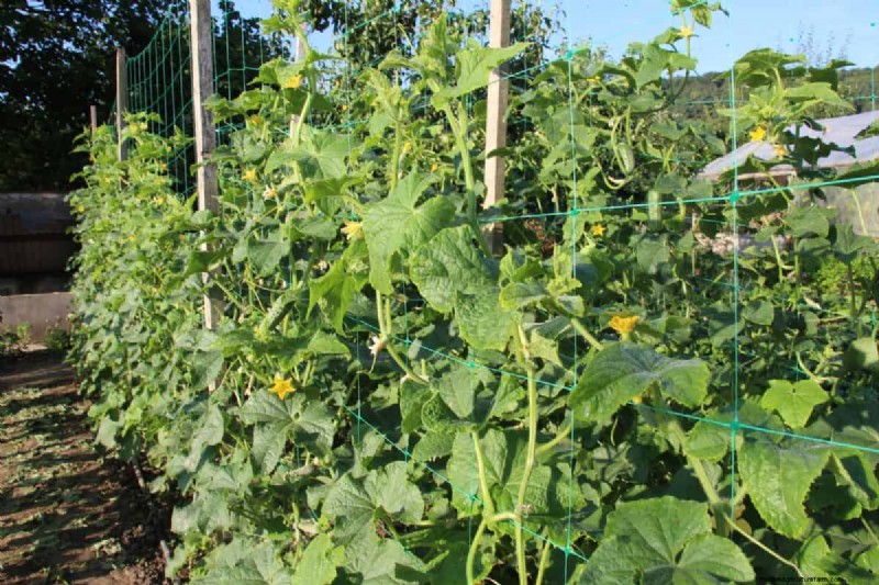 Protect Your Garden From Tornadoes at Night: 25 Essential Steps