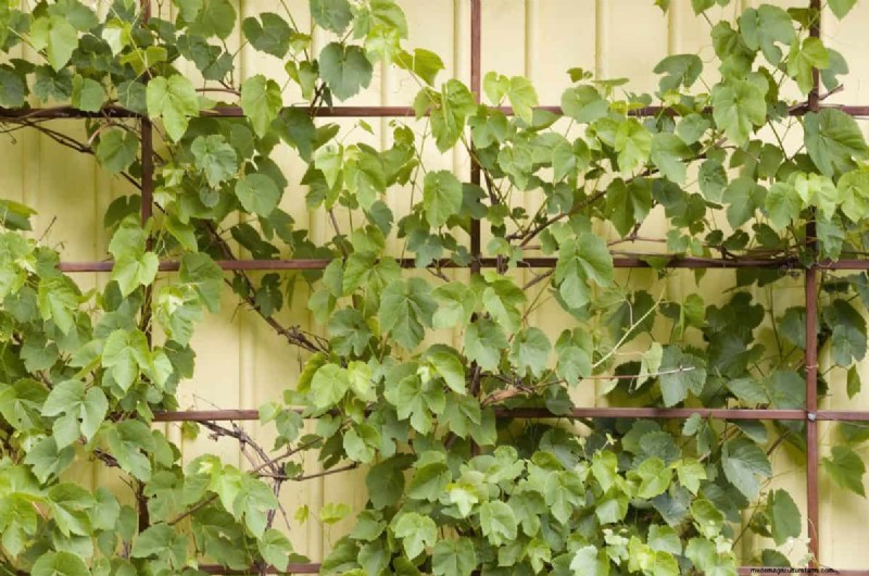Protect Your Garden From Tornadoes at Night: 25 Essential Steps