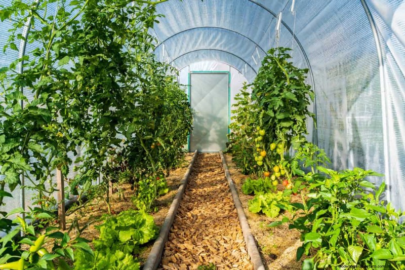 Protect Your Garden From Tornadoes at Night: 25 Essential Steps