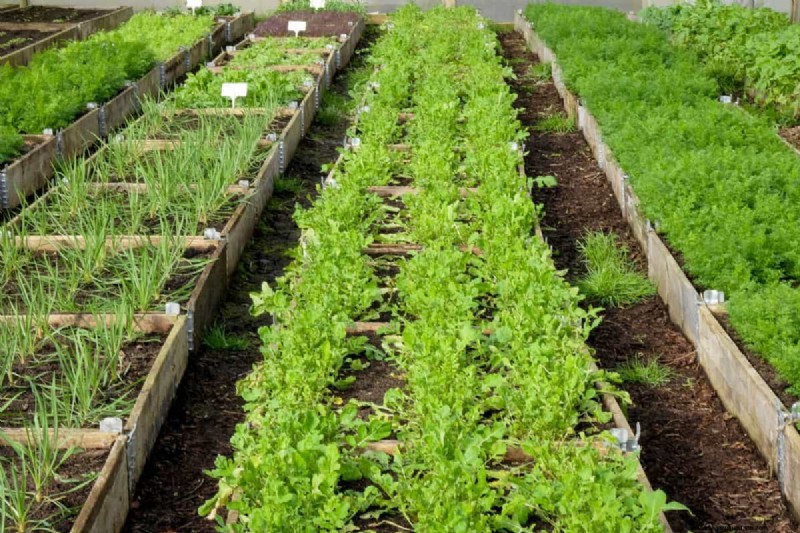 Protect Your Garden From Tornadoes at Night: 25 Essential Steps