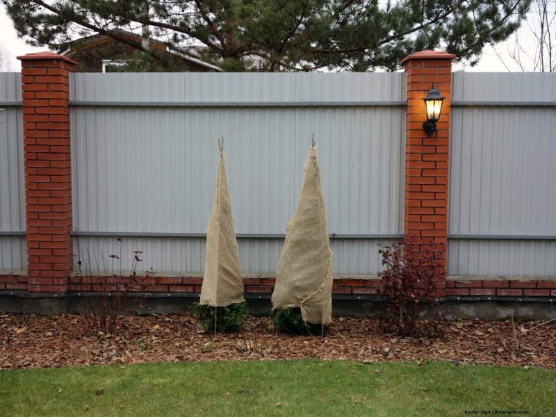 Protect Your Garden From Tornadoes at Night: 25 Essential Steps