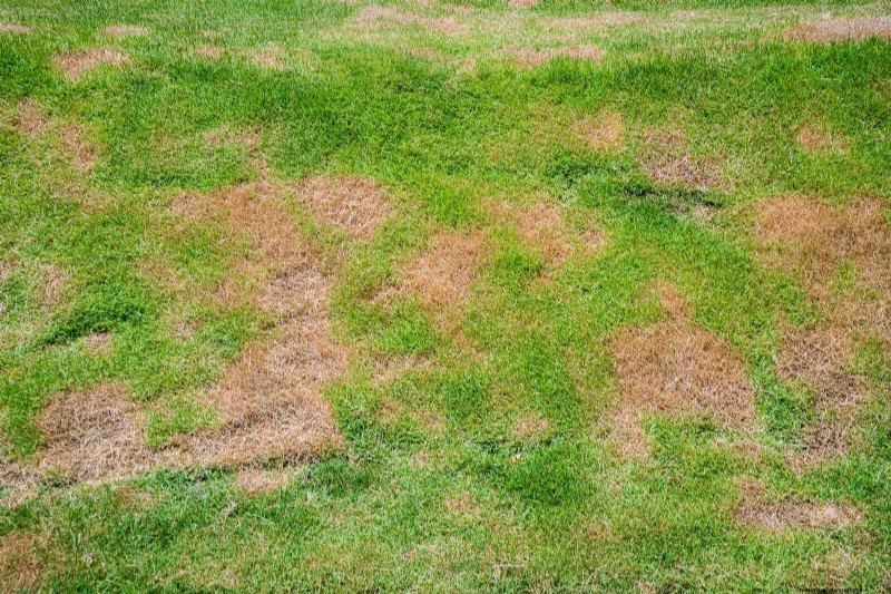 Sustainable Lawn Care: Surviving Heatwaves & Drought - Expert Tips