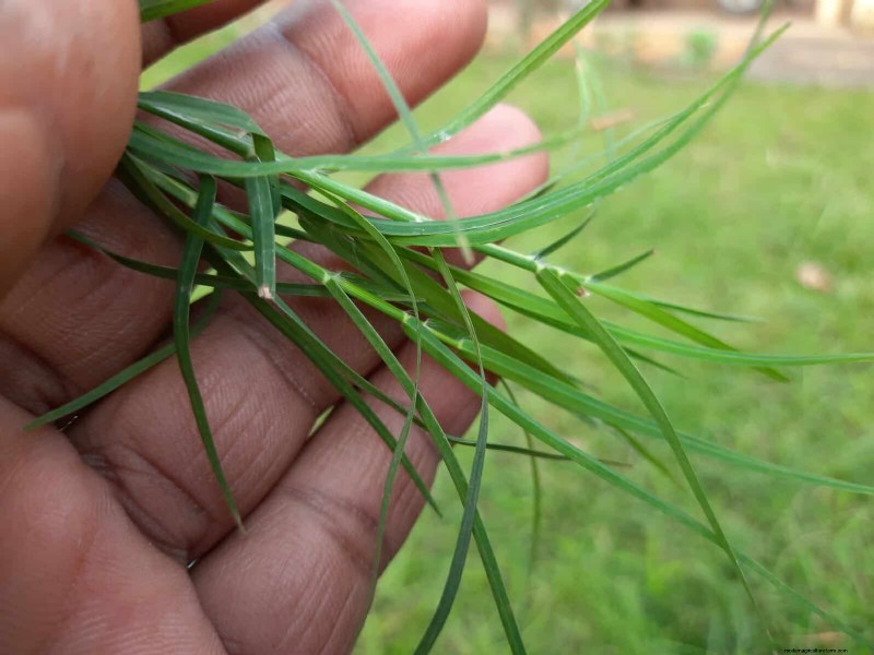 Sustainable Lawn Care: Surviving Heatwaves & Drought - Expert Tips