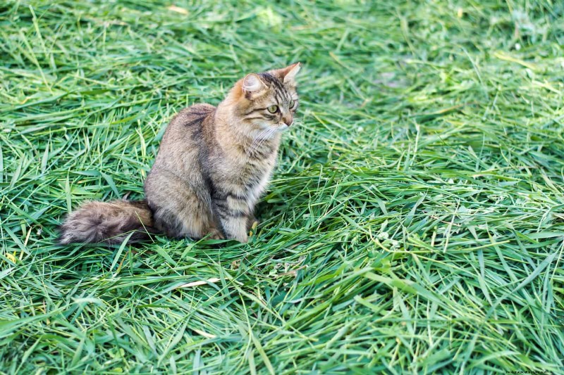 Sustainable Lawn Care: Surviving Heatwaves & Drought - Expert Tips